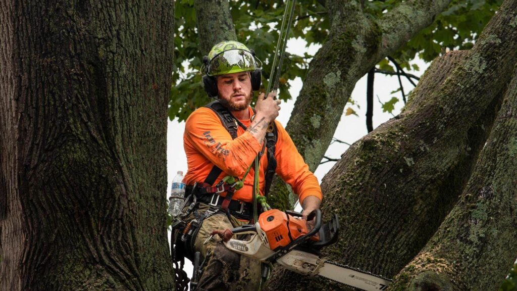 Arborist Services