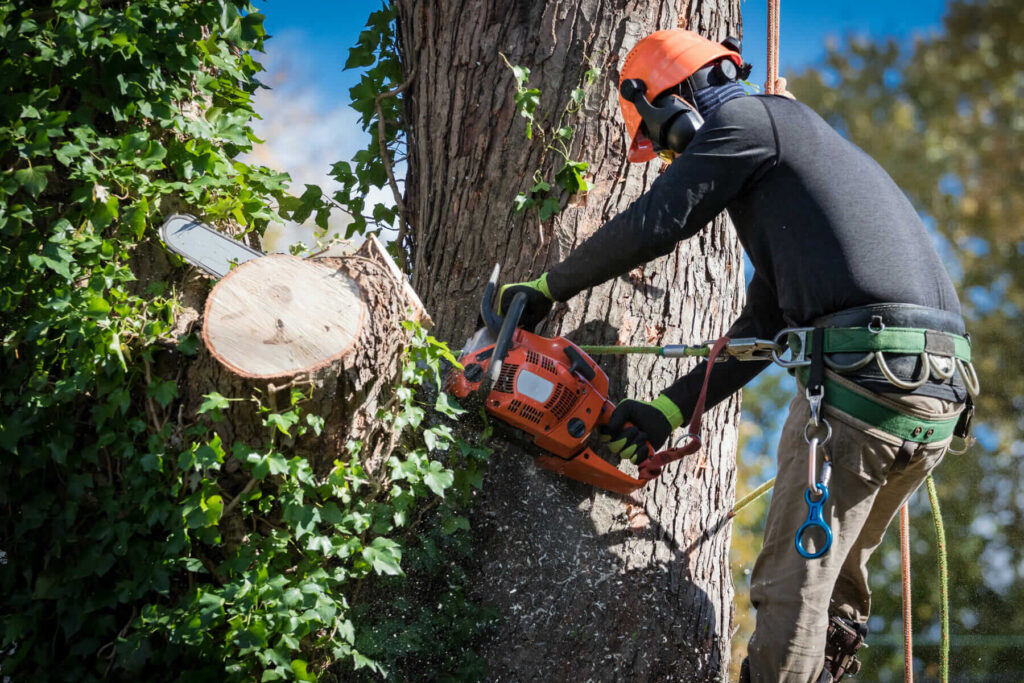 Arborist Services