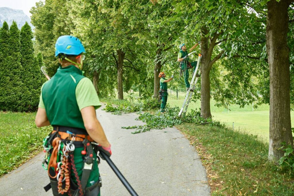 Arborist Services