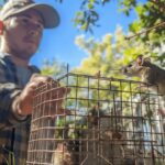 What to Expect During a Professional Rodent Removal Sydney Job